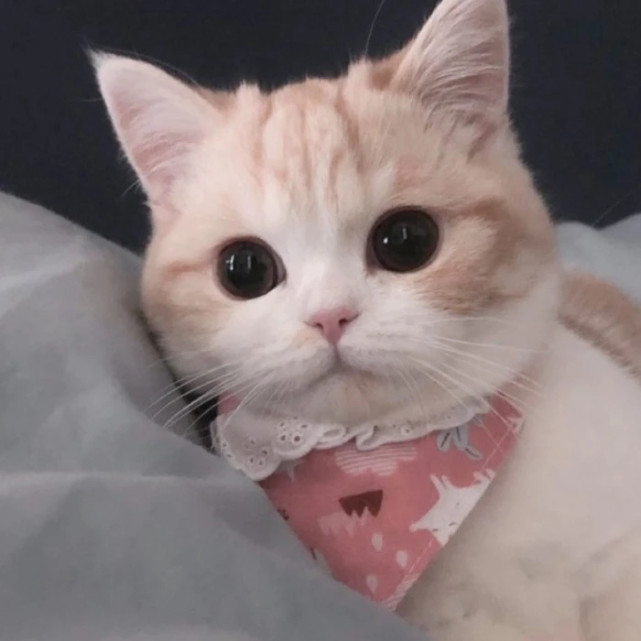 可爱猫咪狗狗头像,超想要!