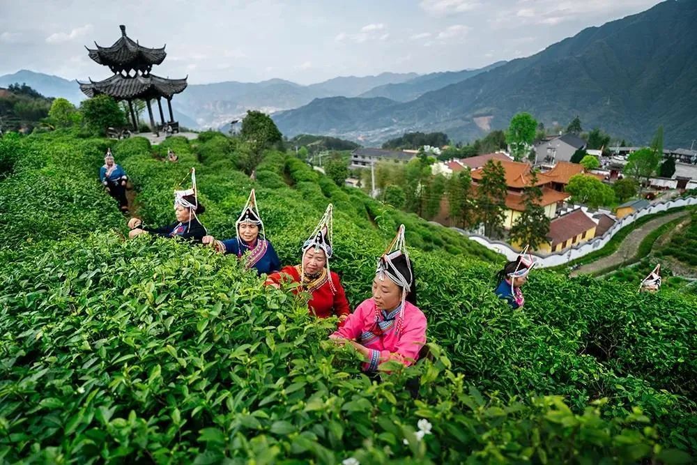 景宁文旅 除了有名的寺庙 惠明茶也是这里的另一张名片.