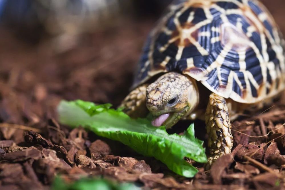 梦回乌龟缘，一公一母的寓意与启示