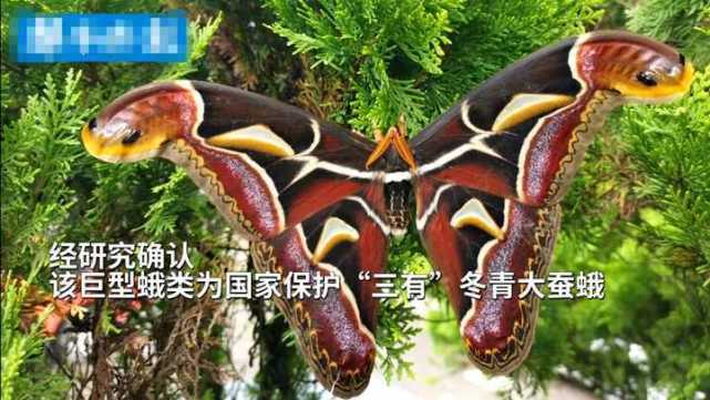 云南发现世界最大飞蛾,翅膀两端有俩"蛇头",鸟类见了