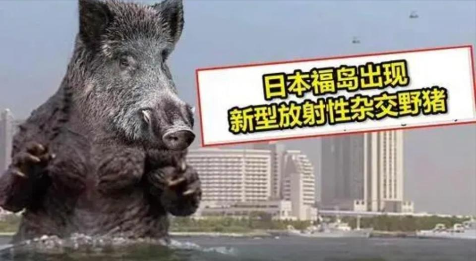 日本福岛核辐射野猪泛滥,与家猪杂交出新物种,还有更严重的