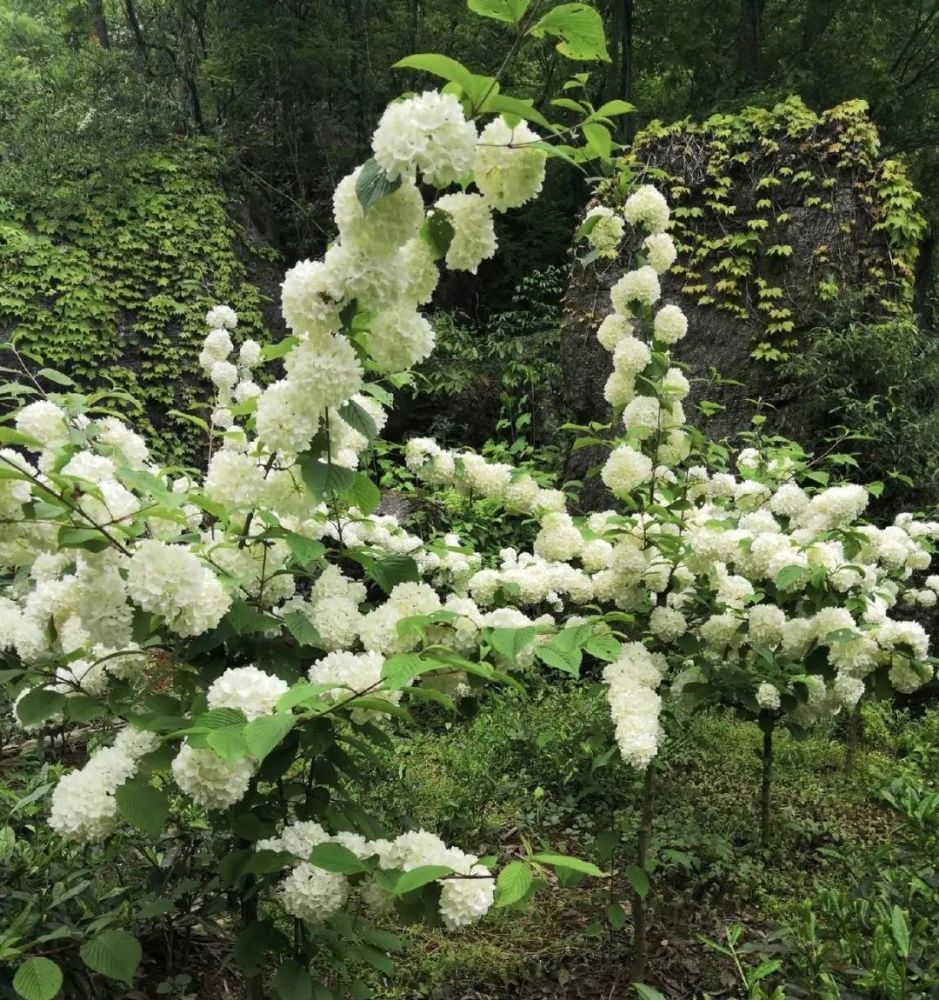 都是绣球花,不如种棵木绣球,北方也能种,木本花卉更好养