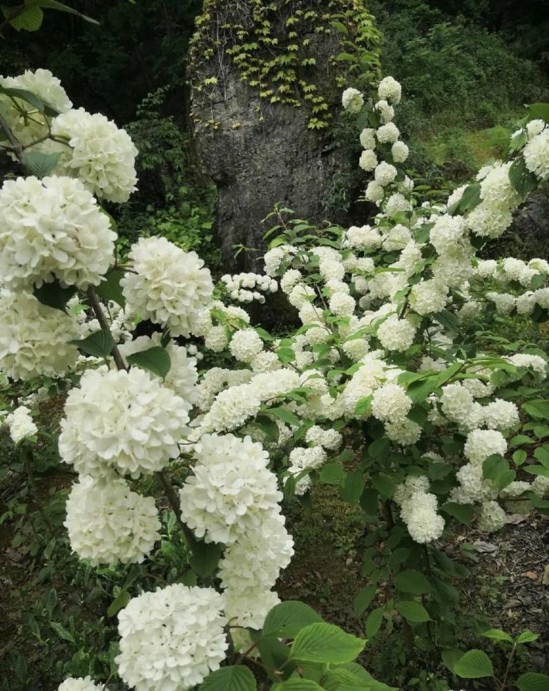 都是绣球花,不如种棵木绣球,北方也能种,木本花卉更好