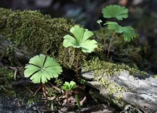 四川发现世界上最孤独的植物 经历6700