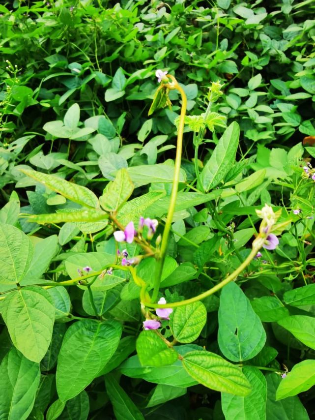 围观高密发现国家二级保护野生植物野大豆