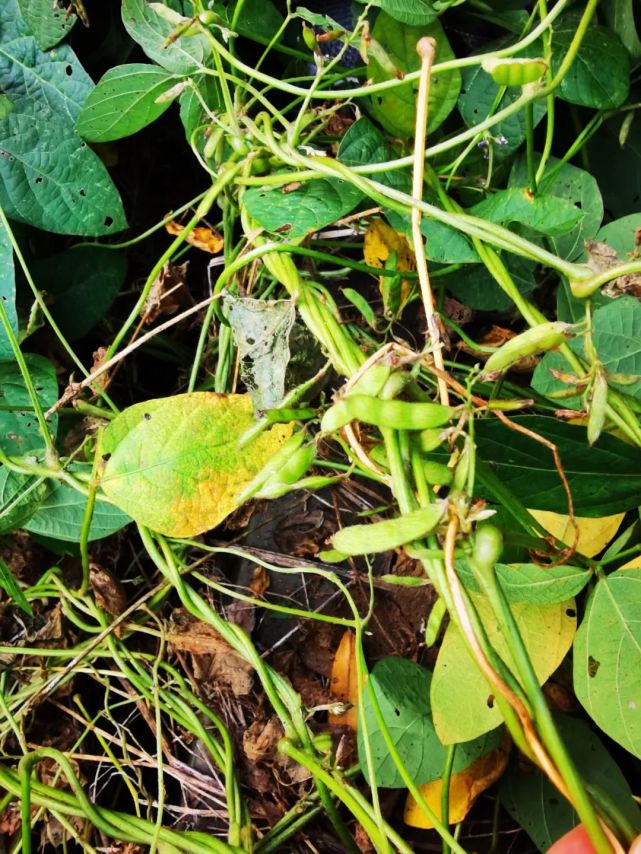 围观高密发现国家二级保护野生植物野大豆