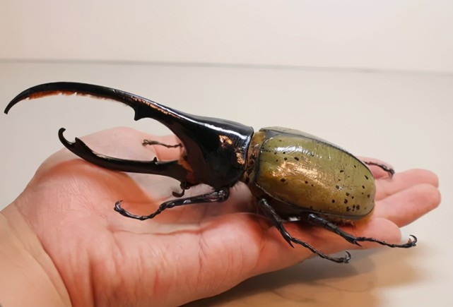 长戟大兜虫,是世界上最长,最大的甲虫, 雄虫的体长大概在50~181毫米