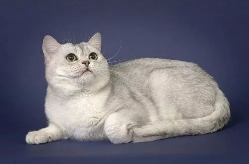 美国短毛猫爱好者必看:美短颜色居然多达40多种!
