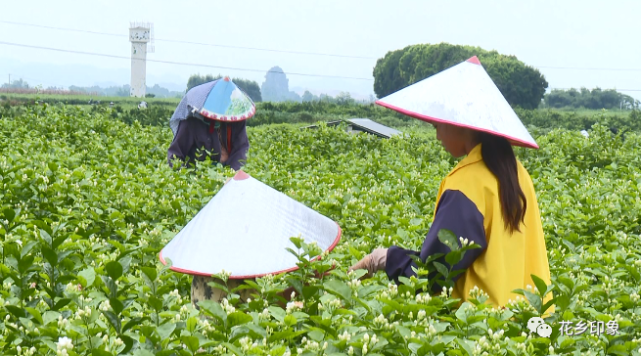 好一朵横州茉莉花|茉莉种出好"钱"景 花农增收有盼头