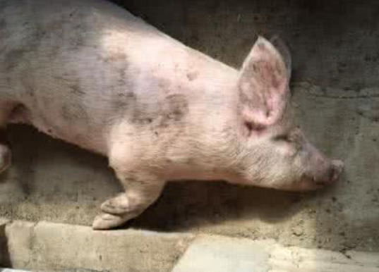 猪后腿关节有脓包,这个病容易被忽视