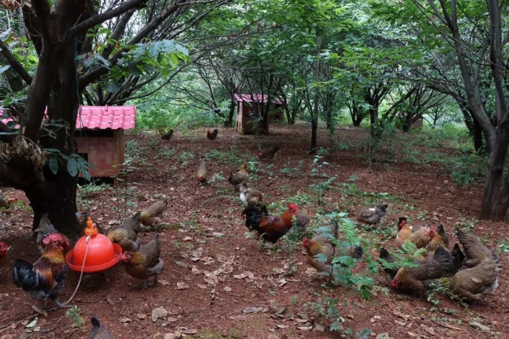 "滇跃兴农"散养土鸡 正在林下悠闲自得的找食吃"别人的鸡住的是鸡舍