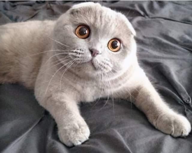 猫咪寿命排行榜:寿命最短的6种猫,希望没你家猫!