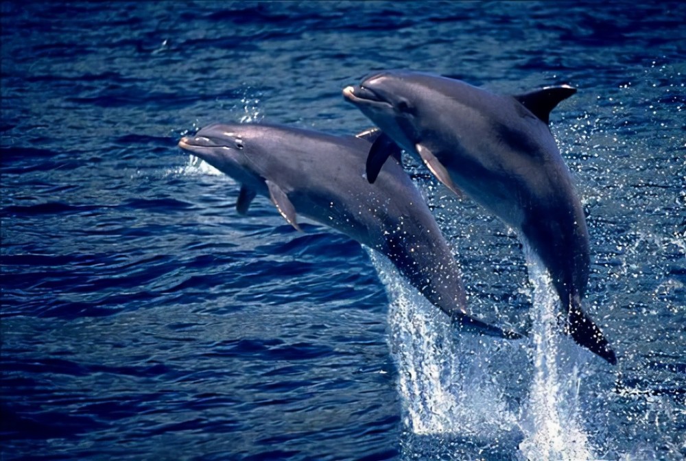 海豚这种动物,它真可谓是海洋中的"交际花"了,它跟其他许多海洋哺乳