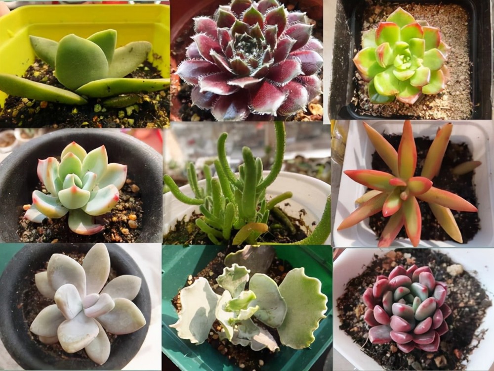 给多肉植物上盆,牢记这5个方面,服盆更快,后期更好养