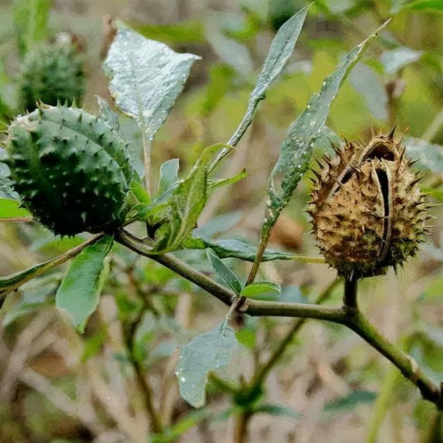 《中华本草》记载曼陀罗子为茄科曼陀罗属白花曼陀罗和毛曼陀罗的果实