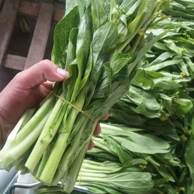 特早熟杂交白菜苔品种,40-45天可收!南方温度地区现在