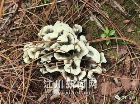 【cop15】江川区:野生干巴菌促繁助农增产增收