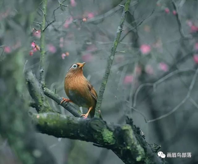画眉鸟公母的方法