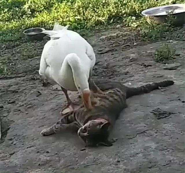 鹅:我凶起来自己都怕