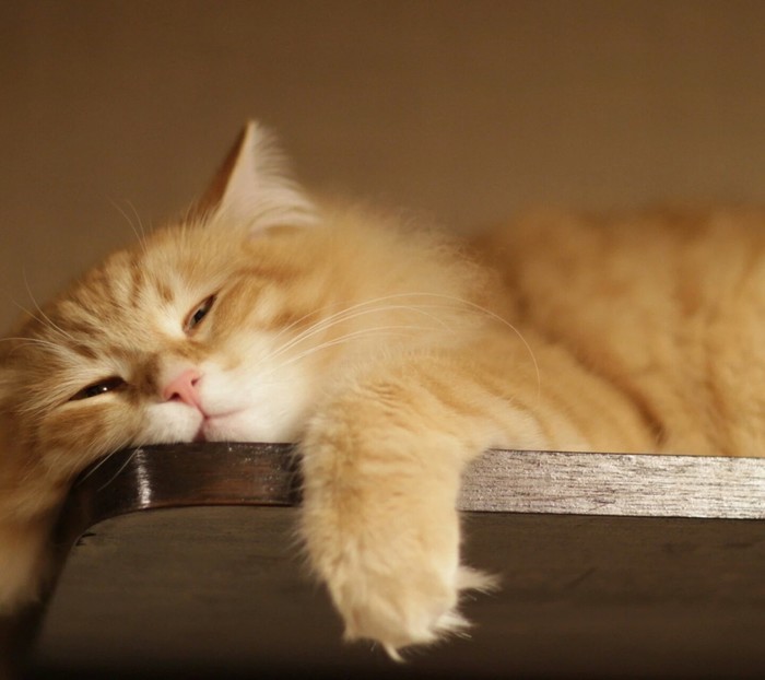 "白天大睡,夜里发疯:为什么猫咪总喜欢跟主人作对?