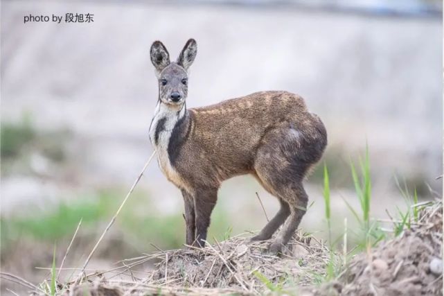 山西镇宅之兽,并不只有华北豹!