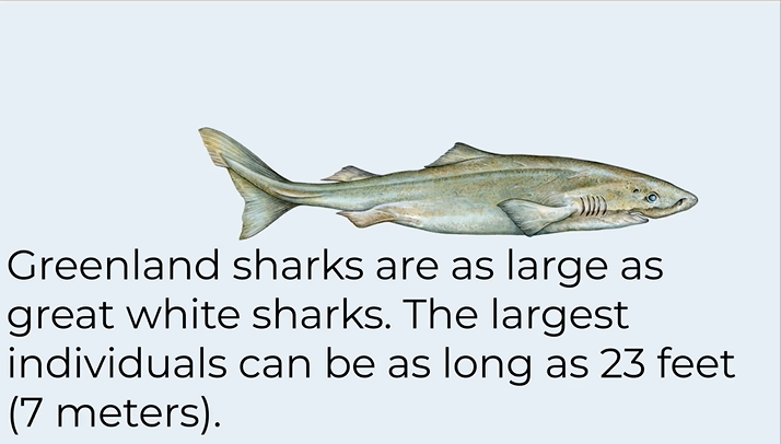 最长寿的脊椎动物:格林兰鲨鱼可以活到500岁,它有什么长寿秘诀