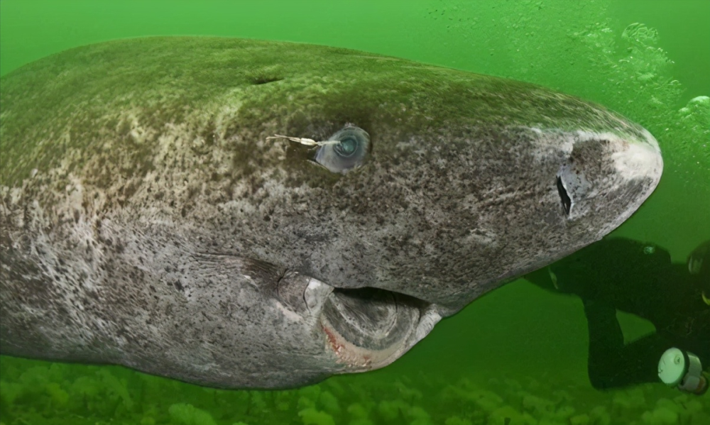 科学家发现, 格林兰睡鲨(greenland shark)