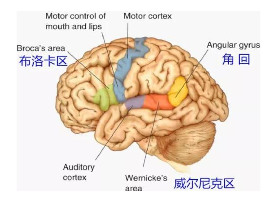 19世纪60年代,法国著名的医生布洛卡发现了布洛卡区(broca"s area),该