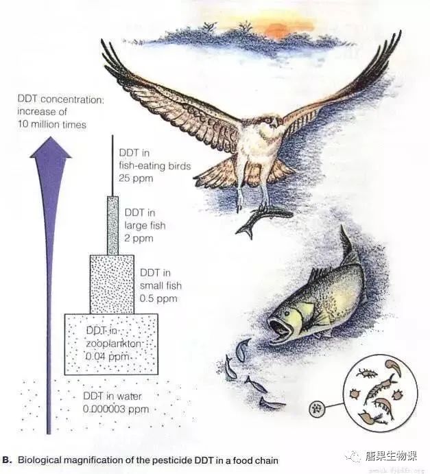 【知识解析】生物富集,积累and放大