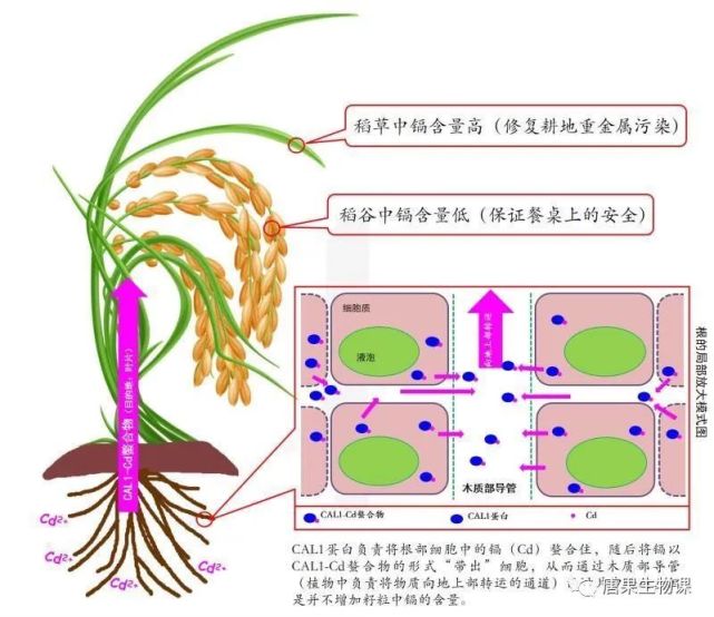 【知识解析】生物富集,积累and放大