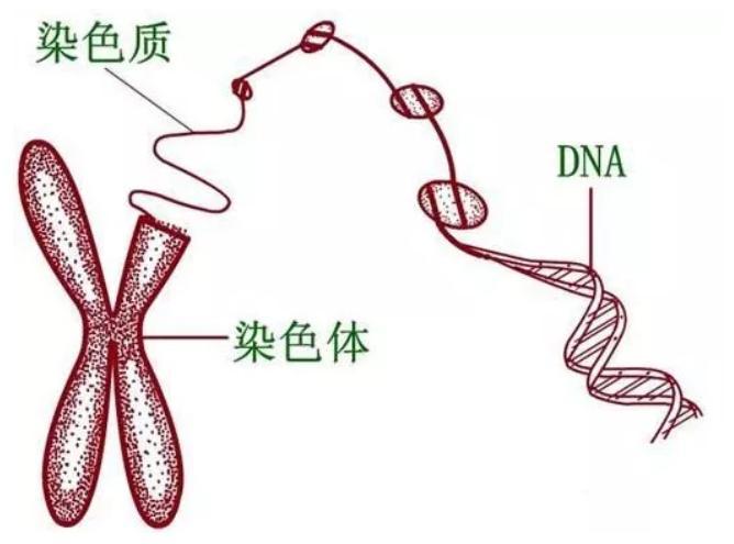 贝安健康:染色体异常是什么原因引起的?