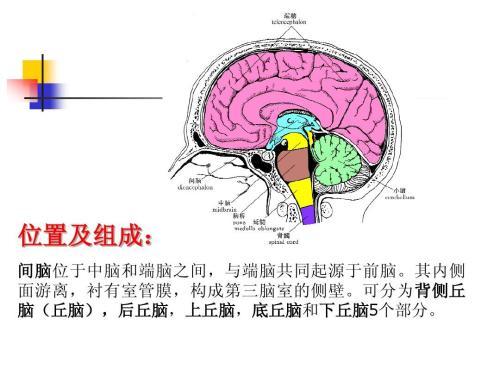 中医足诊-脑部概述