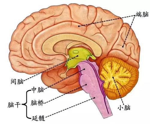 脑干位于颅后窝内,自下而上由延髓,脑桥和中脑组成.