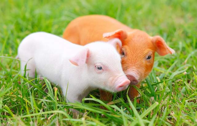 8月27日10公斤仔猪价格生猪价格再创新低大猪小猪双下跌