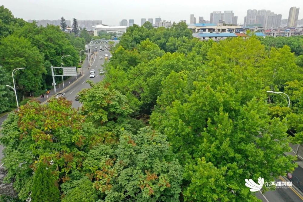 临空港大道,第一名!最大气!武汉十大最美林荫路出炉