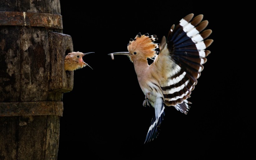 在农村,戴胜鸟又被称为"棺材鸟,为何它们身上总是臭臭的?