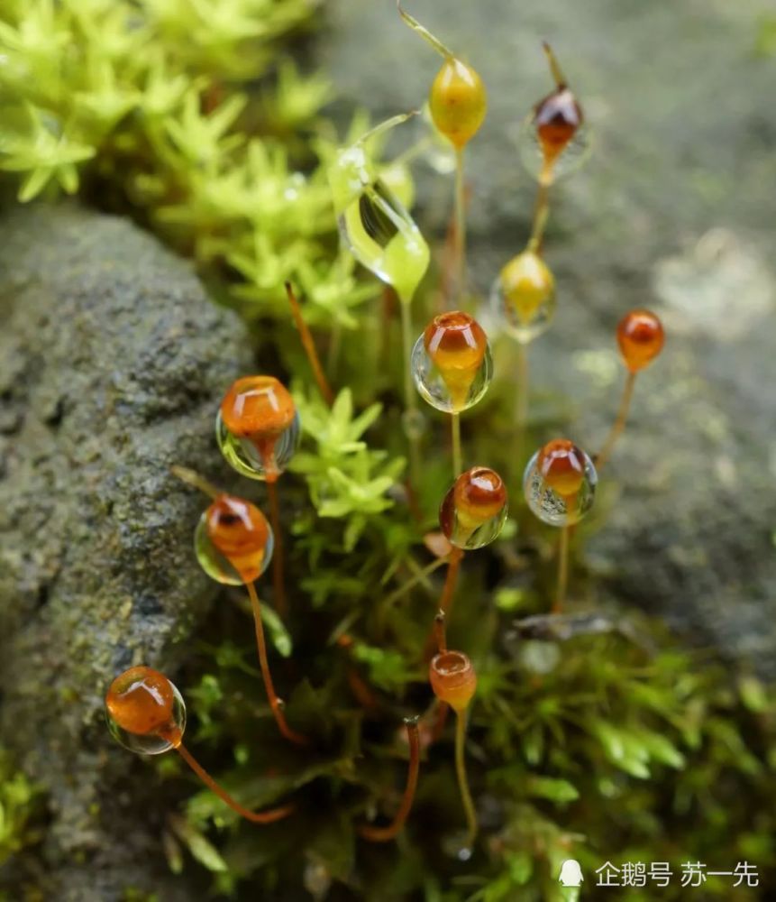 苔藓开花