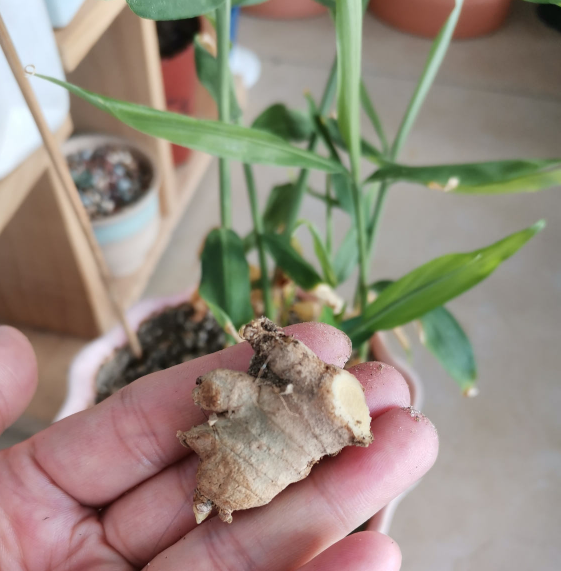 一块生姜埋土里,长出"姜崽芽",两个月能长1米高