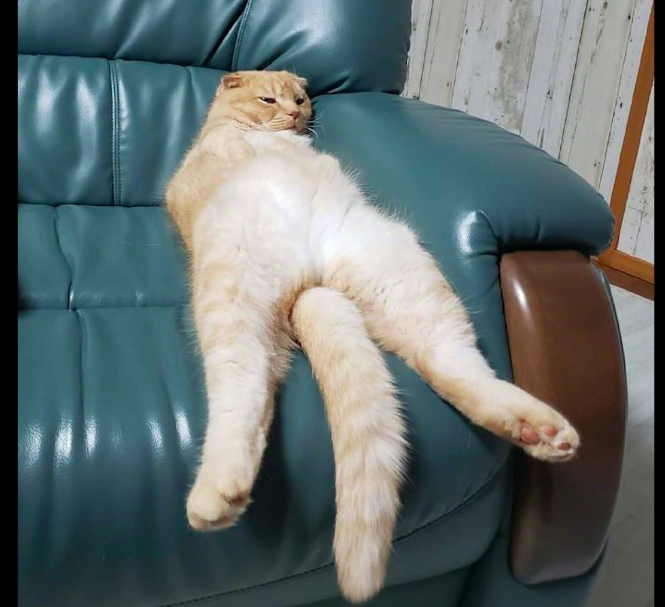 猫学主人躺在沙发上,慵懒的姿势都快成精了,尾巴是不是硌得慌?