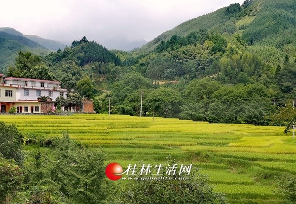 灌阳:甜甜的山泉水 养出喷喷香的稻鱼
