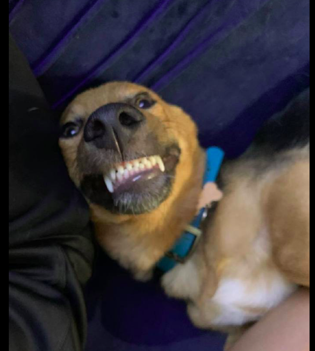 给狗狗拍照片时,它就张开嘴巴露出牙齿微笑,这笑容看起来很甜呀