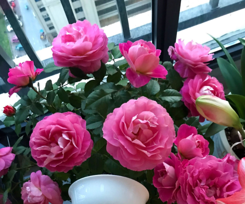 养大花月季海神王阳台,9月盆栽满足4个条件,花开不断