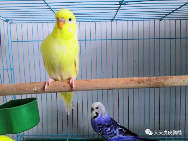 家庭笼养鸟的致病原因及疾病诊断