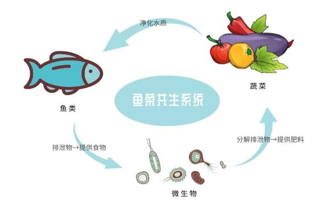 系统5g物联网鱼菜共生大棚了解一下新型的养殖方式5g物联网鱼菜共生