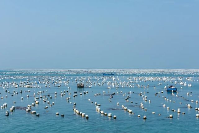 扩大深水抗风浪网箱养殖规模,加快建立现代海水养殖示范区