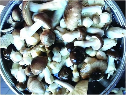 误食"灰伞伞"差点"躺板板" 永州发生多起食用毒蘑菇中毒事件