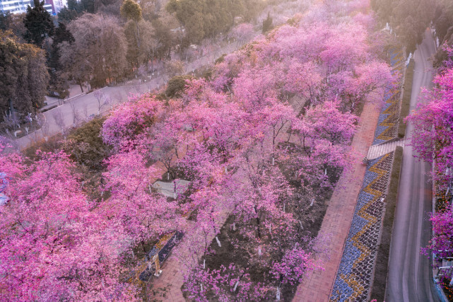 昆明圆通山三月的樱花