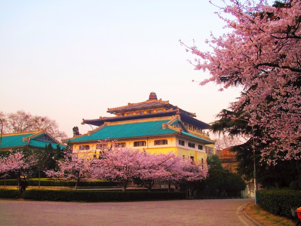 每年的三四月份,就是武汉大学最美的季节,处于樱园老斋舍前的"樱花