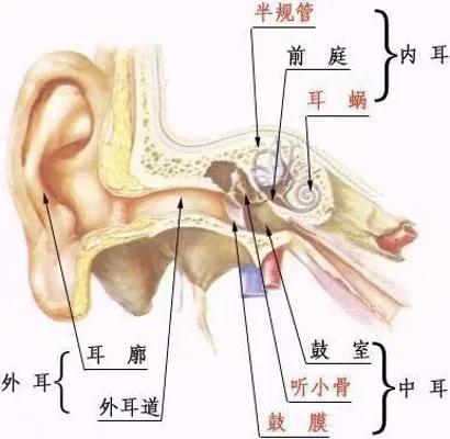 首先我们先要知道四个解剖结构:耳廓,耳屏,外耳道,鼓膜(见下图一,二).