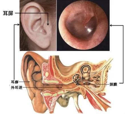 首先我们先要知道四个解剖结构:耳廓,耳屏,外耳道,鼓膜(见下图一,二).